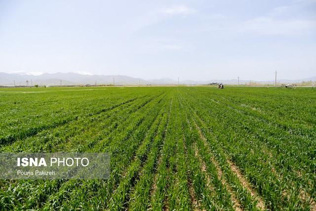 آماده سازی نسخه کشاورزی دیم برای پایداری تولیدات آماده سازی نسخه کشاورزی دیم برای پایداری تولیدات