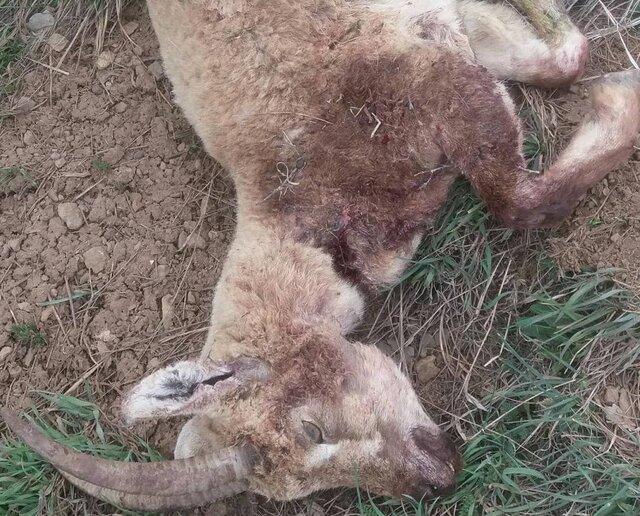 کشف و ضبط یک قبضه سلاح شکاری و لاشه یک راس بز وحشی در نوشهر کشف و ضبط یک قبضه سلاح شکاری و لاشه یک راس بز وحشی در نوشهر