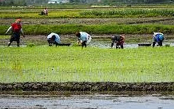 کشت برنج در خوزستان قانونی شد