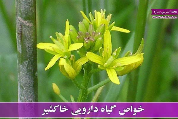 خواص خاکشیر را بیشتر بشناسیم (خاکشیر و این همه خاصیت!)