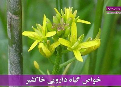 خواص خاکشیر را بیشتر بشناسیم (خاکشیر و این همه خاصیت!)