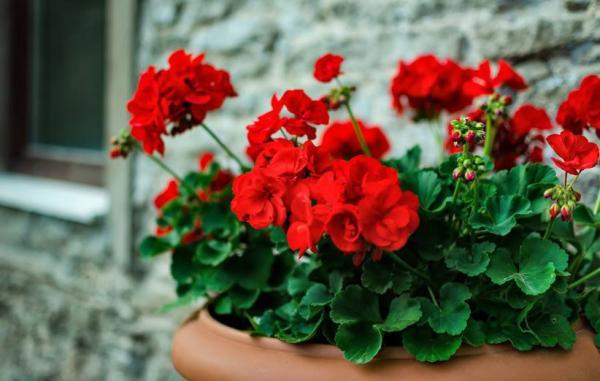 راهنمای کامل پرورش و نگهداری گیاه شمعدانی در گلدان
