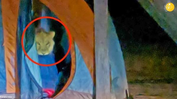 سرقت یک شیر از چادر مسافرتی!